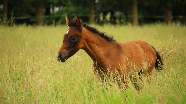 Horse Colt Pasture Meadow wallpaper