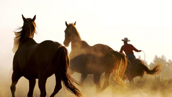 Horse Cowboy Lasso Wallpaper