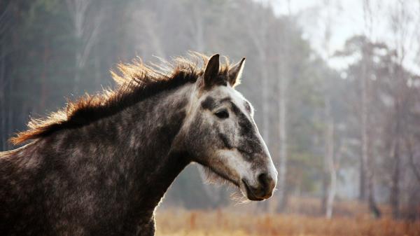 Horse Face Spotted Wallpaper