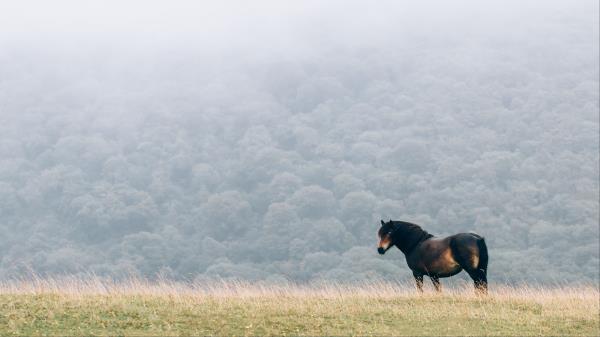 Horse Field Mane Wind Wallpaper