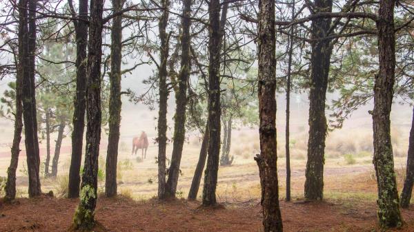 Horse Forest Trees Wallpaper