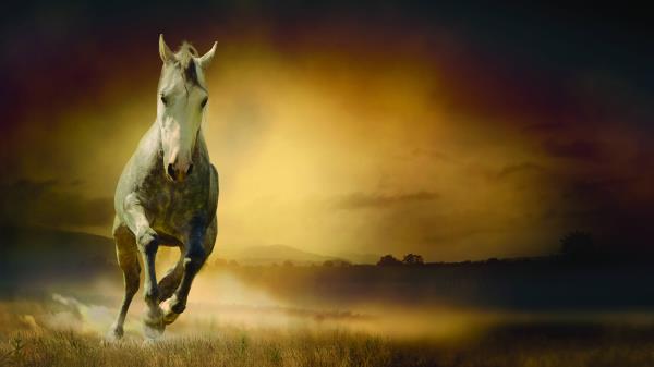 Horse Freedom Night Field Wallpaper