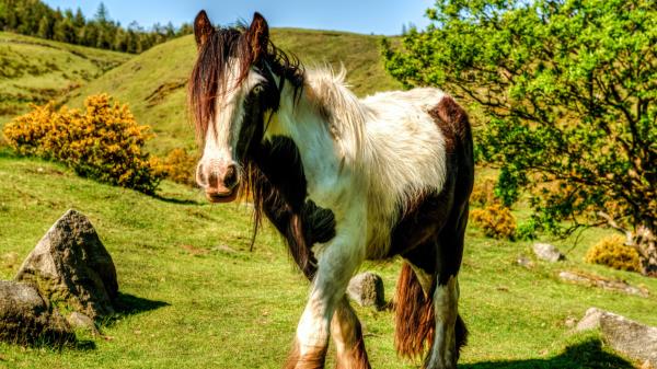Horse Grass Beautiful Nature Wallpaper