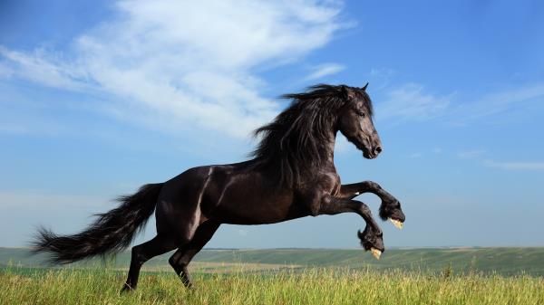 Horse Grass Jump Sky Wallpaper