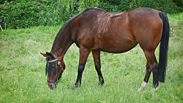 Horse Grass Walking Eating Wallpaper
