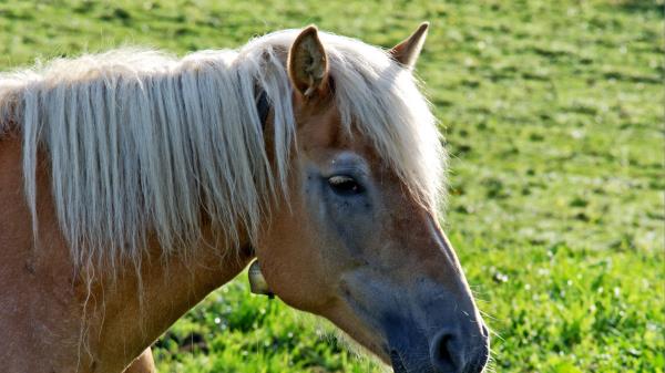 Horse Head Mane Grass Wallpaper