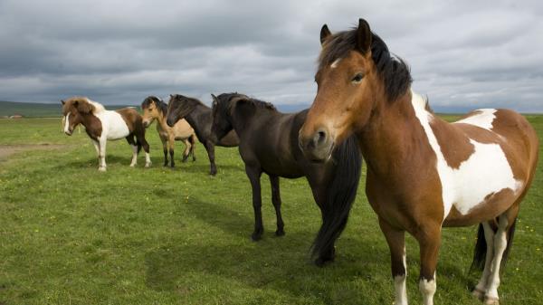 Horse Herd Grass Stand Wallpaper