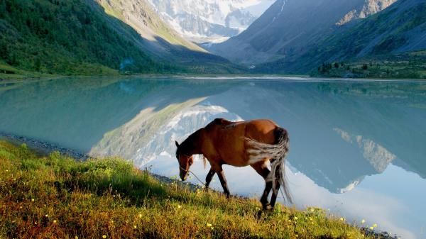 Horse Mountain Lake Grass Walk Wallpaper