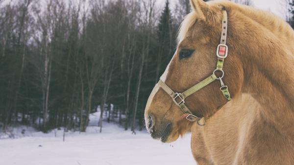 Horse Muzzle Mane Image Wallpaper