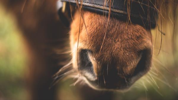 Horse Nose Close Up Wallpaper