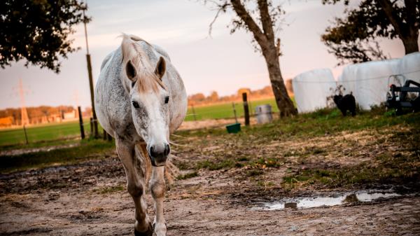 Horse Paddock Walking Wallpaper