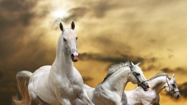 Horse Race Freedom Grass Dust Sky Wallpaper