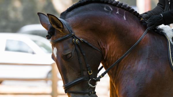 Horse Rig Muzzle Wallpaper