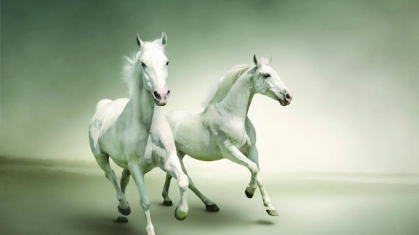 Horse Running Couple Wallpaper