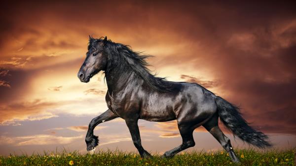 Horse Running Sunset Field Grass Flowers Wallpaper