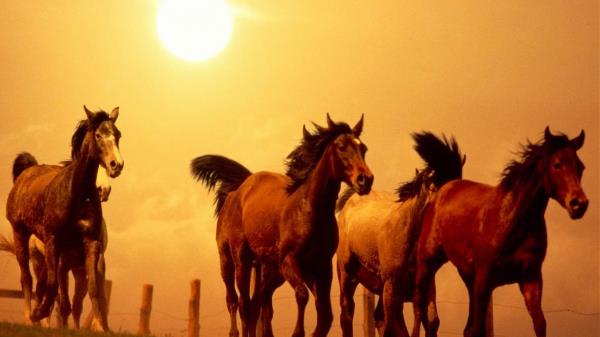 Horse Running Sunset Wallpaper