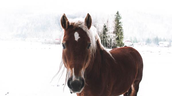 Horse Snow Muzzle Wallpaper