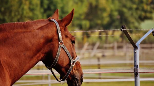 Horse Stallion Corral Meadow Pasture Wallpaper