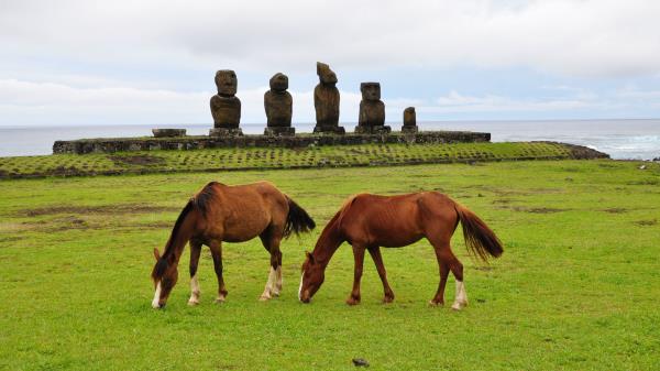 Horse Statues Grass Field Food Wallpaper