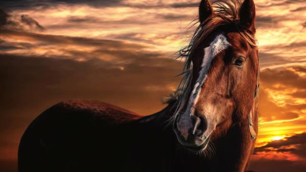 Horse Sunset Mane Sky Wind Wallpaper
