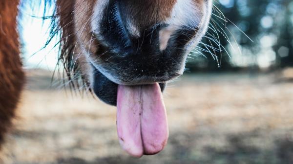 Horse Tongue Nose Wallpaper