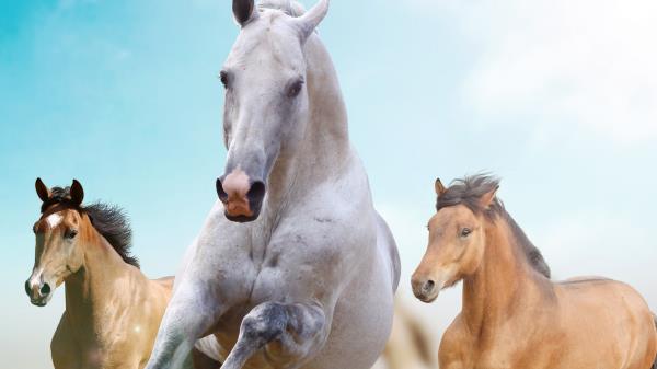 Horses Running Freedom Wallpaper