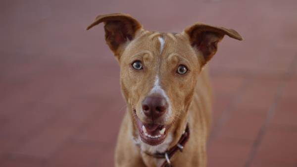 Hound Dog Muzzle Wallpaper