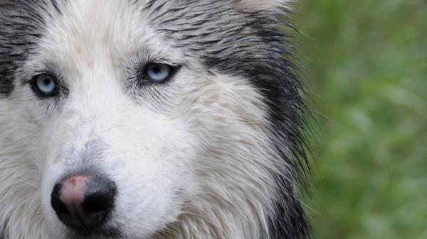 Husky Dog Face Wet Wallpaper