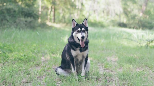 Husky Dog Grass Sits Wallpaper