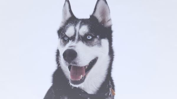Husky Dog Muzzle Blue Eyed Wallpaper