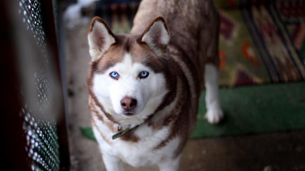 Husky Dog Muzzle Eyes Collar Wallpaper