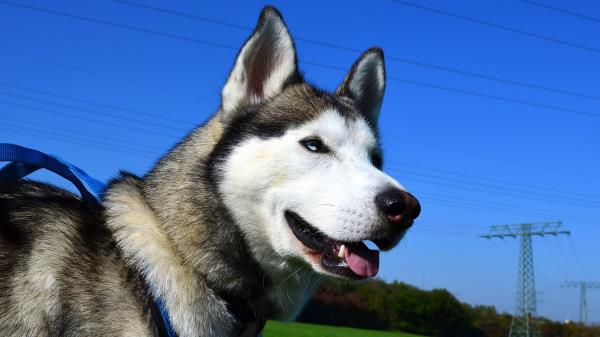 Husky Dog Muzzle Eyes Wallpaper