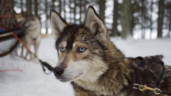 Husky Dog Muzzle Wallpaper