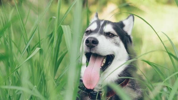 Husky Dog Muzzle Protruding Tongue Wallpaper