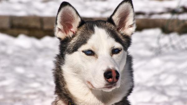 Husky Dog Muzzle Snow Wallpaper