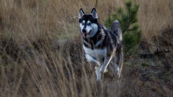 Husky Dog Protruding Tongue Wallpaper