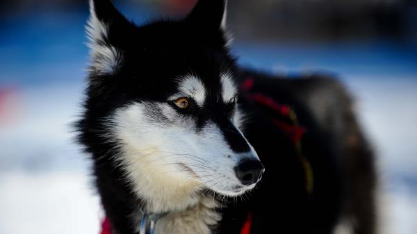 Husky Dog Puppy Snout Wallpaper