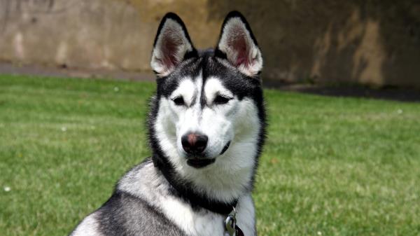 Husky Grass Spotted Muzzle Dog Wallpaper
