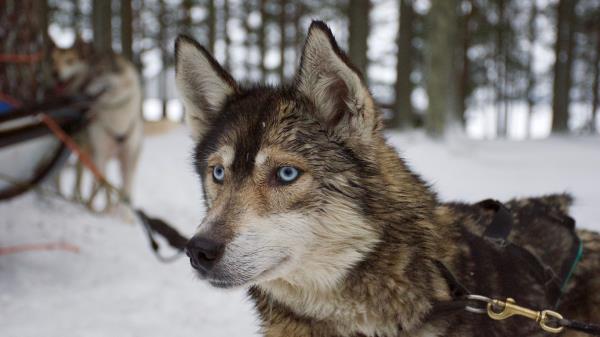 Husky Muzzle Dog Blue Eyed Wallpaper