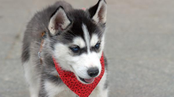 Husky Puppy Dog Face Handkerchief Wallpaper
