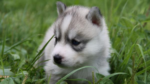 Husky Puppy Face Grass Sit Wallpaper