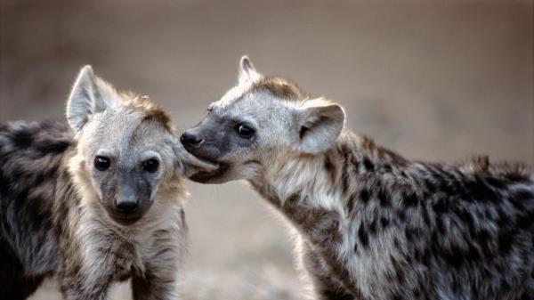Hyenas Couple Predators Wallpaper