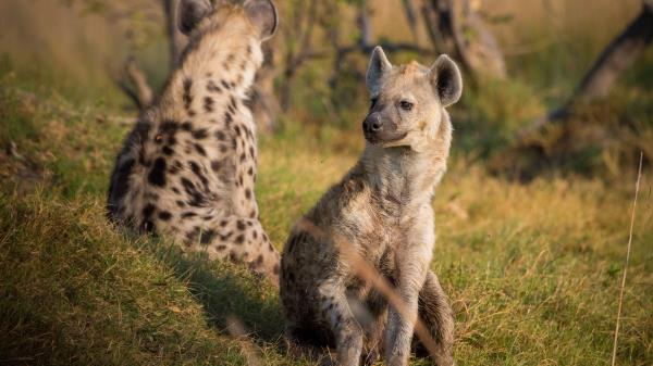 Hyenas Predators Grass Wallpaper