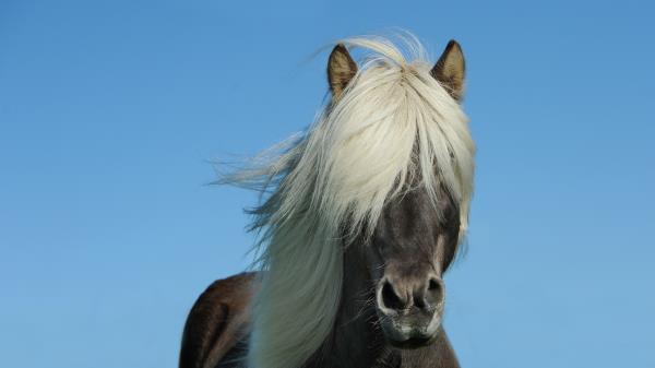Iceland Horse Horse Mane Sky Wallpaper