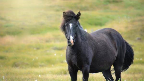 Iceland Horse Mare Field Wallpaper