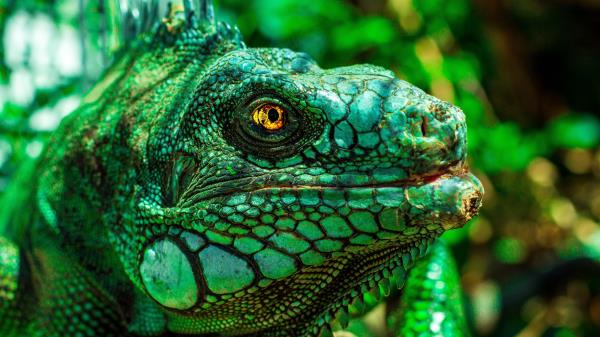 Iguana Eyes Reptile Wallpaper