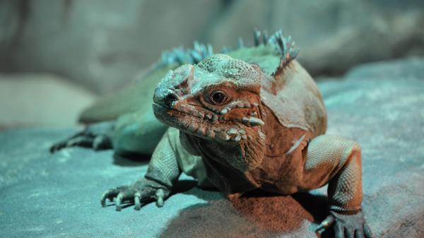 Iguana Lizard Reptile Shadow Wallpaper