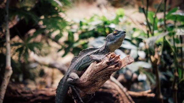 Iguana Reptile Animal Image Wallpaper