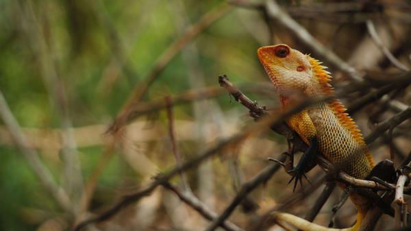 Iguana Reptile Animal Wallpaper