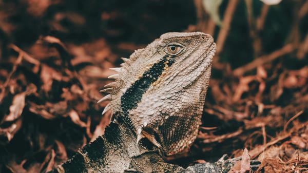 Iguana Reptile Mimicry Wallpaper